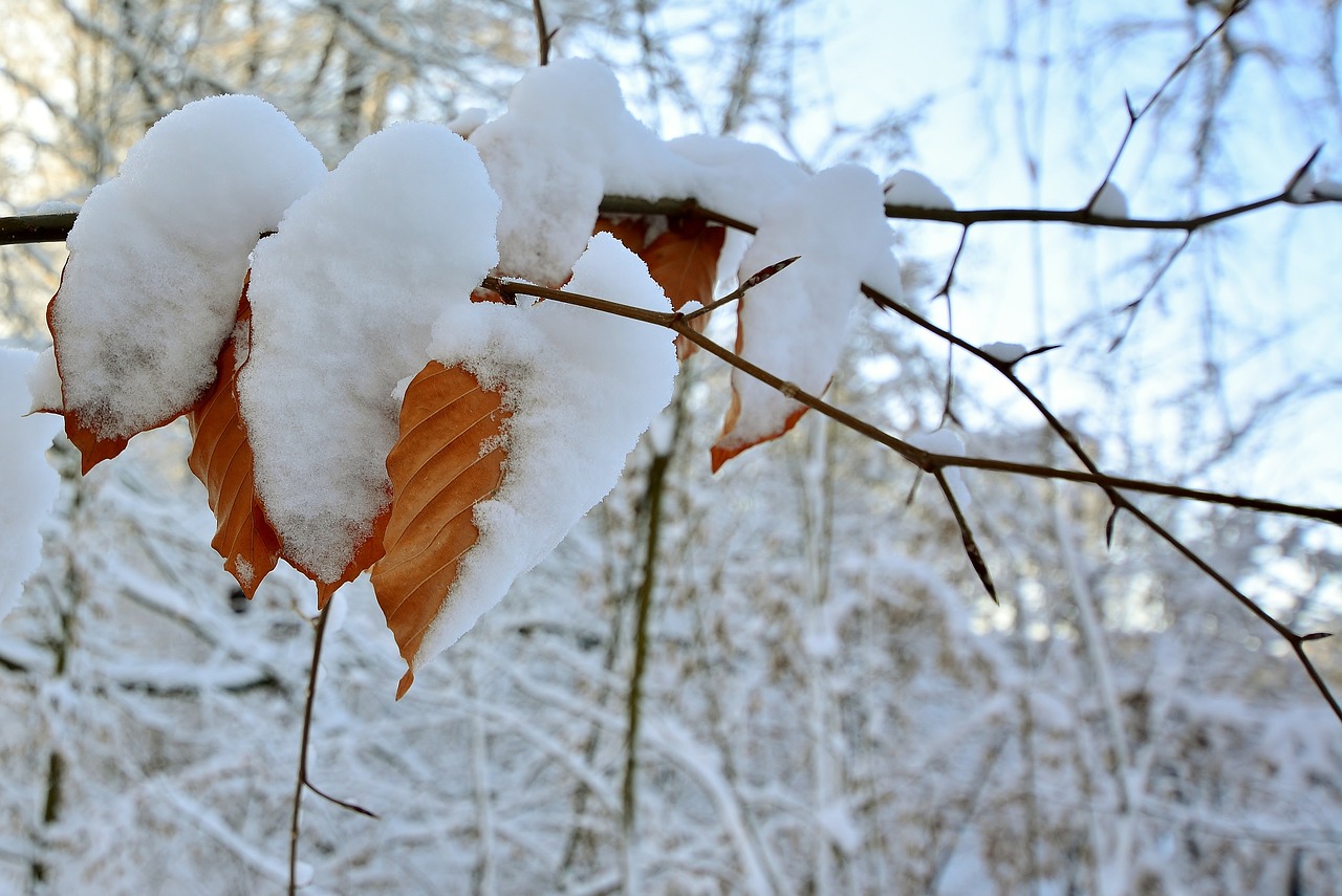 2024新澳今晚资料新疆去雪，探寻冰雪世界的魅力之旅，新疆冰雪探寻之旅，探寻冰雪世界的魅力之旅