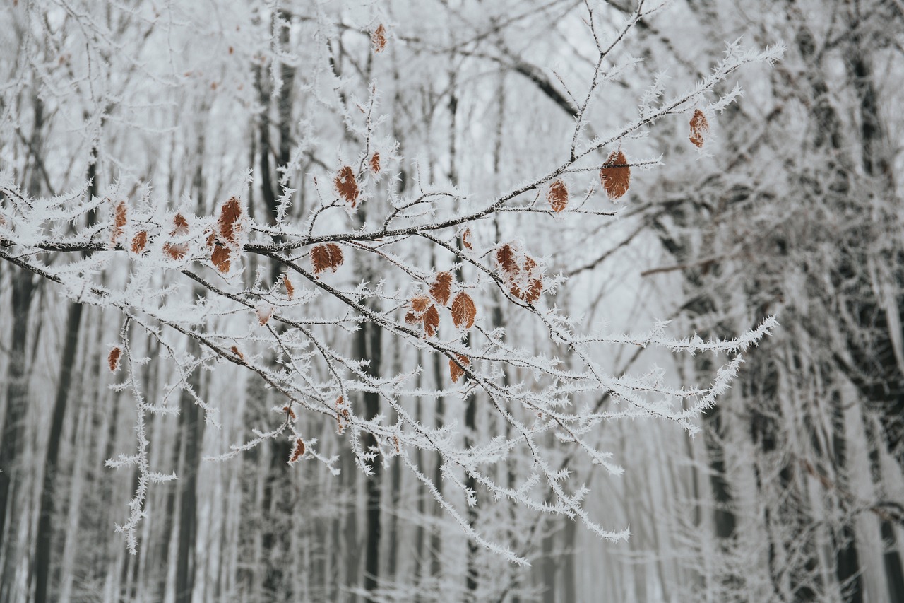 寒冬雪舞，小雪、大雪纷飞之际