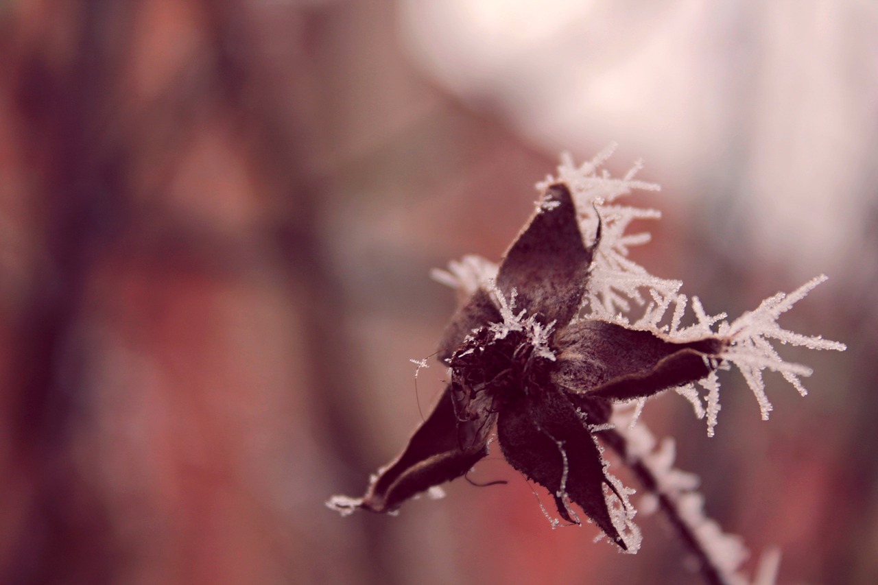 辽宁冬季遗韵，冰雪魅力与积雪地区探秘