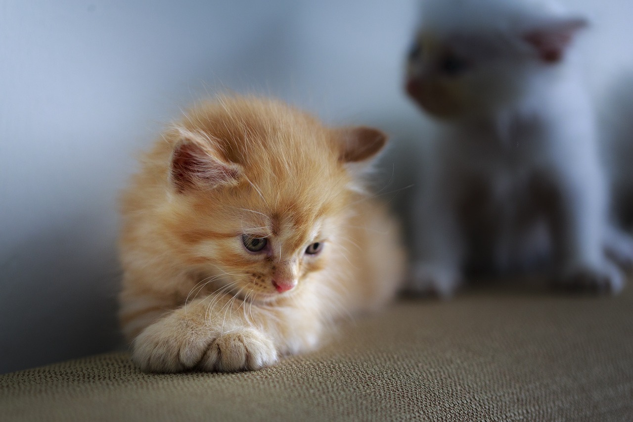 心碎小猫的故事，爱与失落的篇章