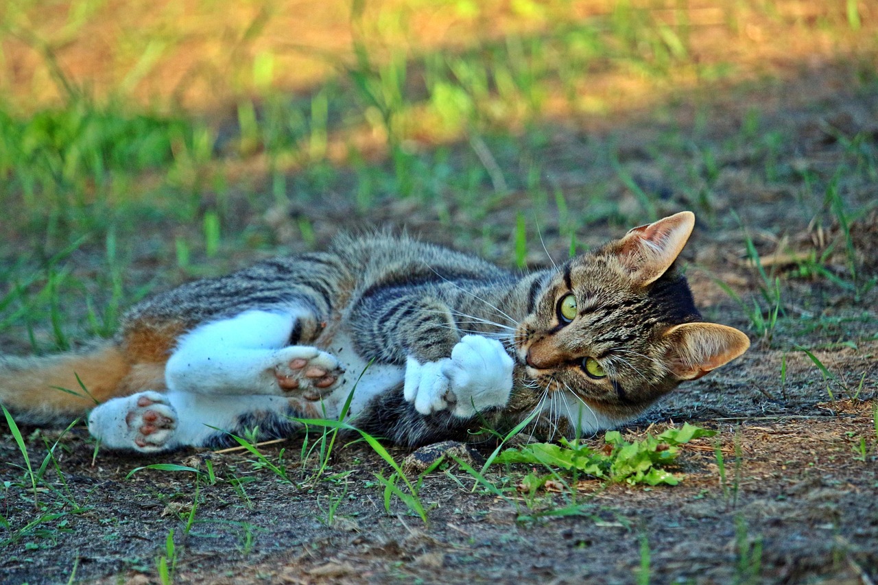 新澳门彩开奖结果今天，小鹏x9能便宜吗怎么更新猫咪视频软件版78.02.99